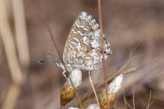 Theclinesthes serpentata