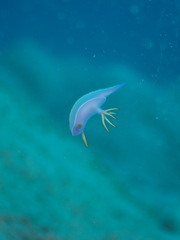 Hypselodoris bullockii