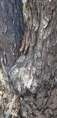 Eucalyptus oleosa