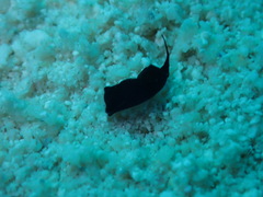 Chelidonura