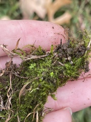 Oxyrrhynchium hians