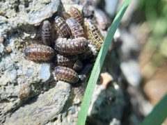 Armadillidium versicolor