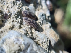Armadillidium versicolor