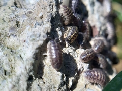 Armadillidium versicolor