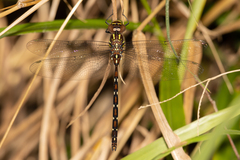 Austroaeschna pulchra