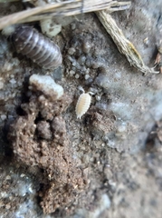 Platyarthrus hoffmannseggii