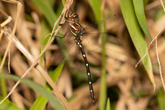 Austroaeschna pulchra