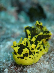 Notodoris gardineri