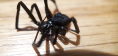 Latrodectus mactans
