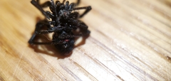 Latrodectus mactans