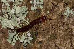 Lithobius variegatus