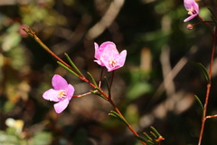 Boronia filifolia