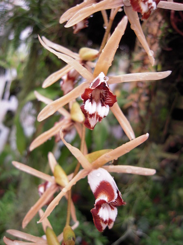 Day's Coelogyne