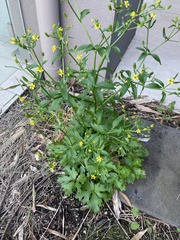 Ranunculus sceleratus