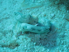 Plakobranchus ocellatus