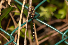 Austroaeschna pulchra