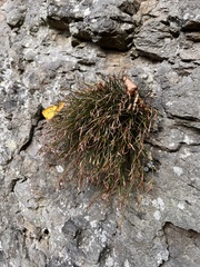 Asplenium septentrionale