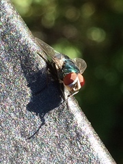 Calliphoridae