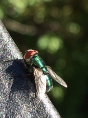 Calliphoridae