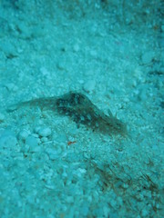 Stylocheilus striatus