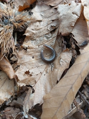 Tachypodoiulus niger