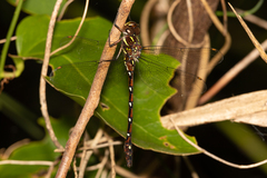 Austroaeschna pulchra