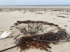 Thinornis cucullatus