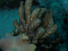 Phyllodesmium longicirrum