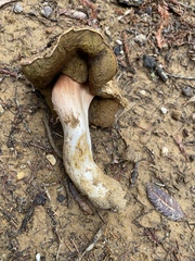 Xerocomellus mendocinensis