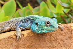 Acanthocercus atricollis