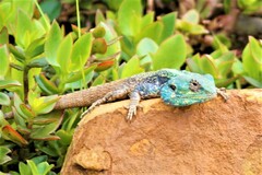 Acanthocercus atricollis