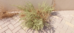 Caroxylon imbricatum