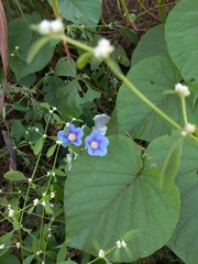 Ipomoea parasitica