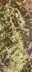Caroxylon imbricatum