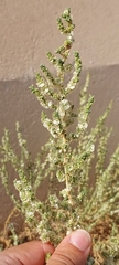 Caroxylon imbricatum