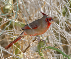 Cardinalis sinuatus