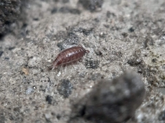 Trichoniscus pusillus