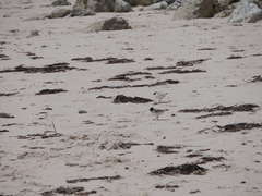 Thinornis cucullatus