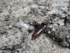 Trichoniscus pusillus