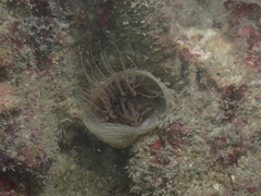 Ceriantharia