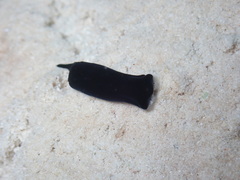 Chelidonura