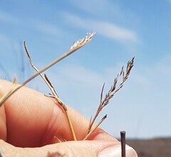 Eragrostis australasica