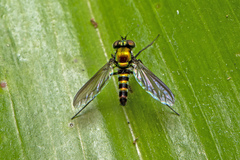 Sciapodinae