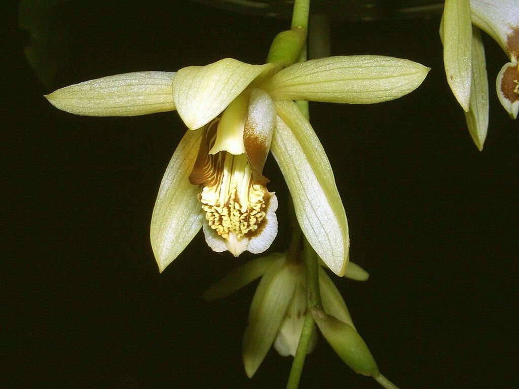 Coelogyne tomentosa