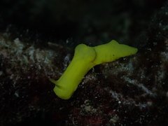 Notodoris citrina