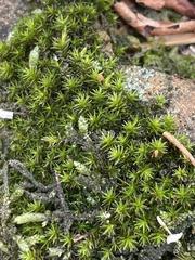 Didymodon torquatus