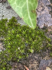Didymodon torquatus