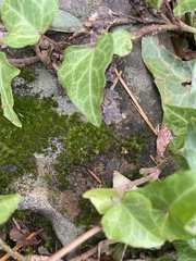 Didymodon torquatus