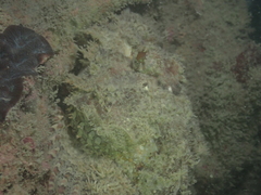 Scorpaenidae