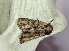 Mniotype occidentalis